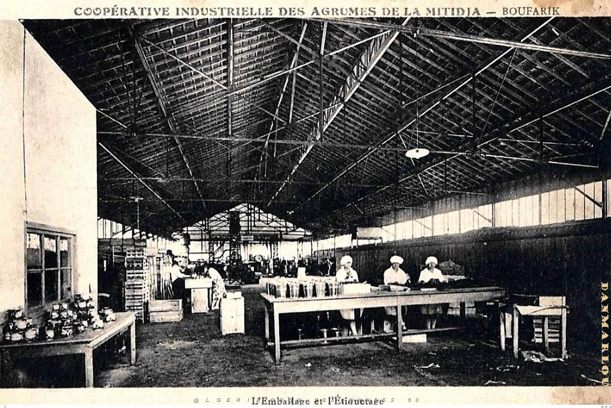Boufarik - Cooperative Agrumes Mitidja.jpg